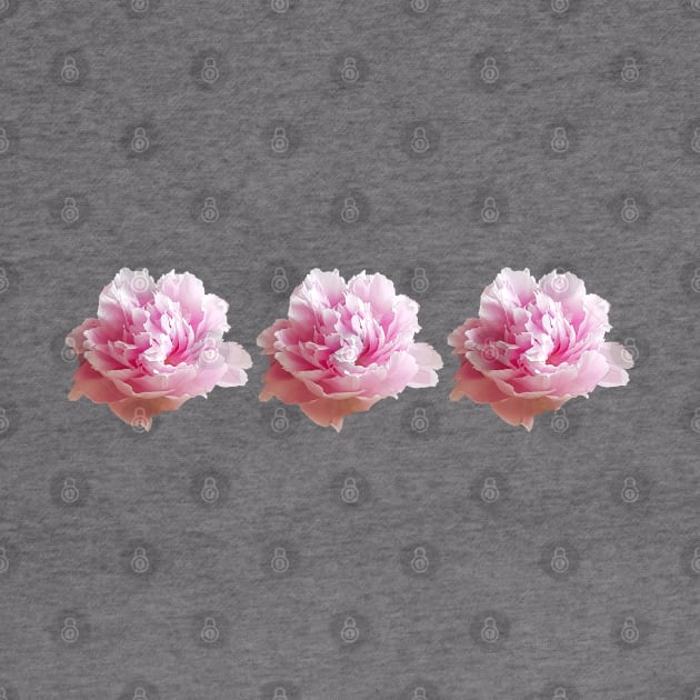 Three Pink Peony Flower Photos by ellenhenryart